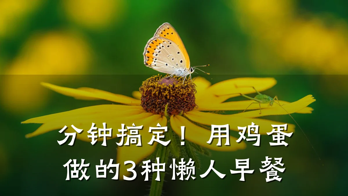 分钟搞定!用鸡蛋做的3种懒人早餐