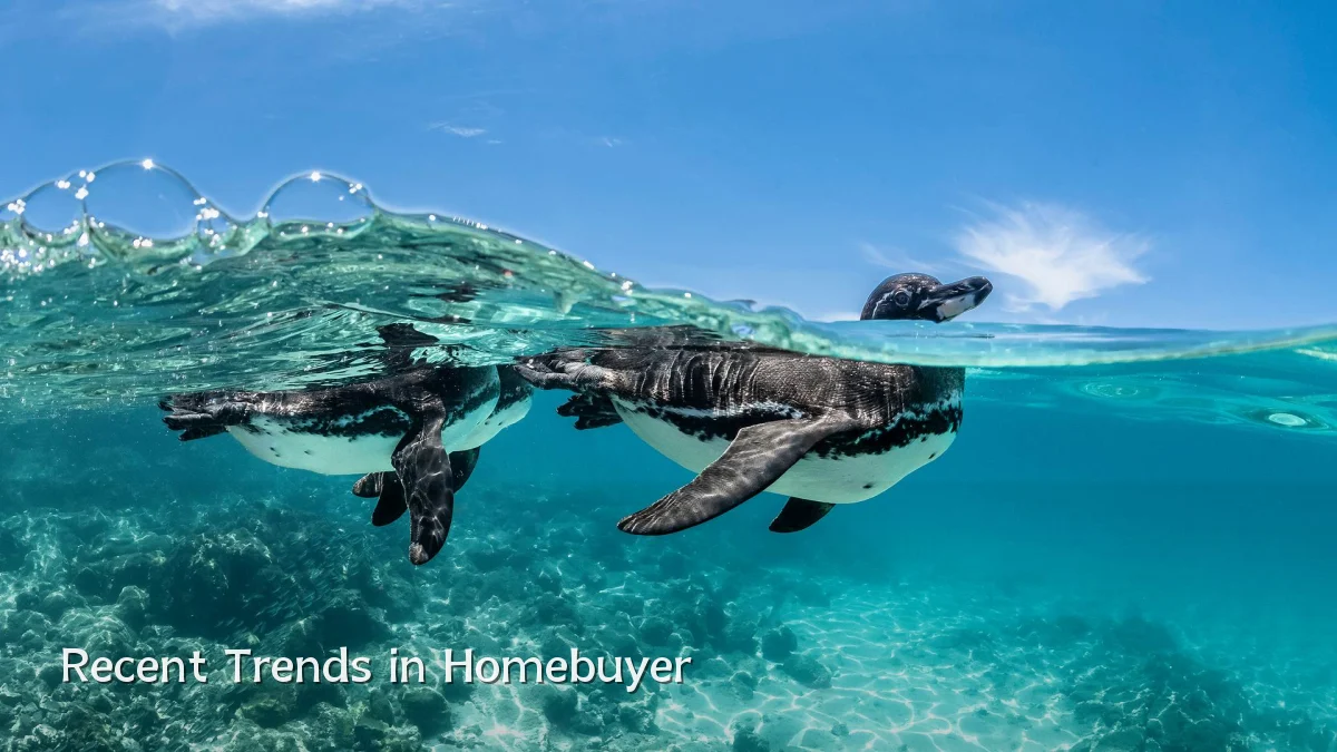 Recent Trends in Homebuyer