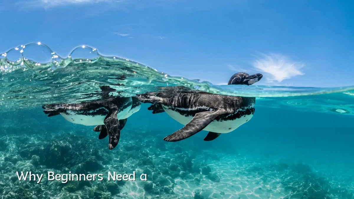 Why Beginners Need a