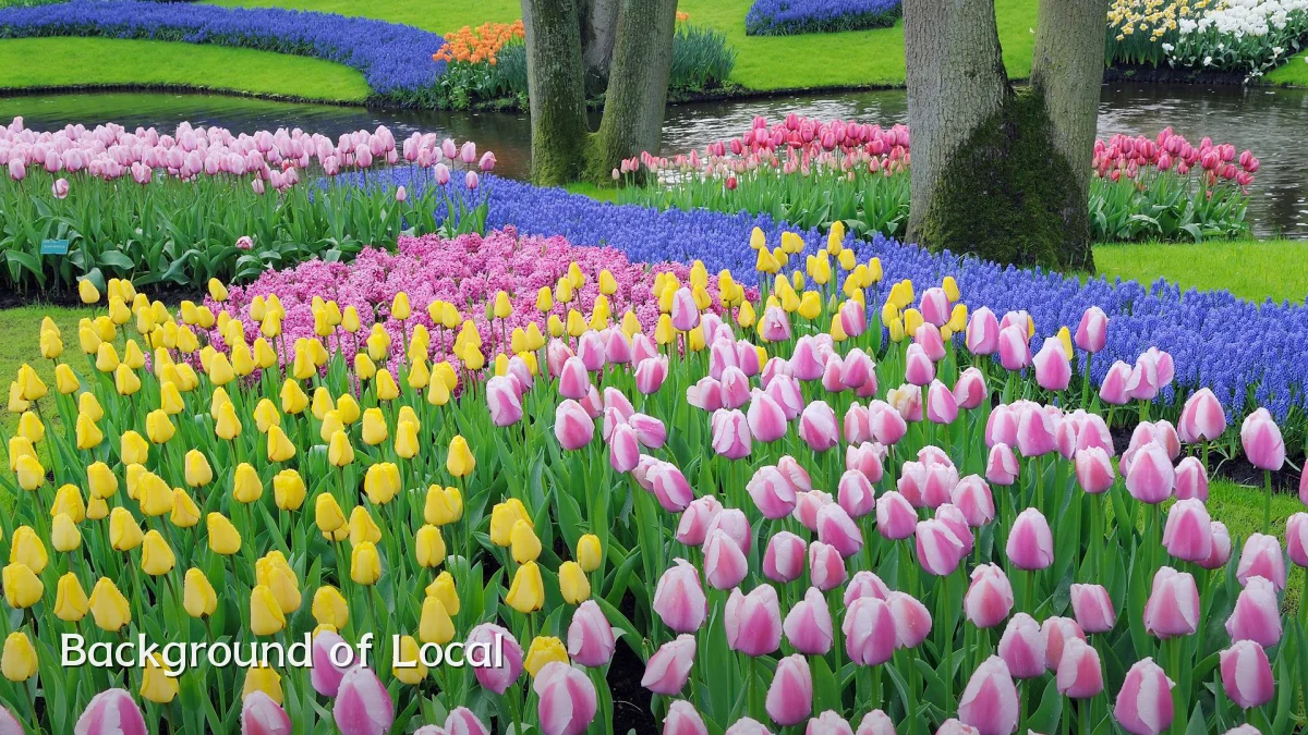 Background of Local