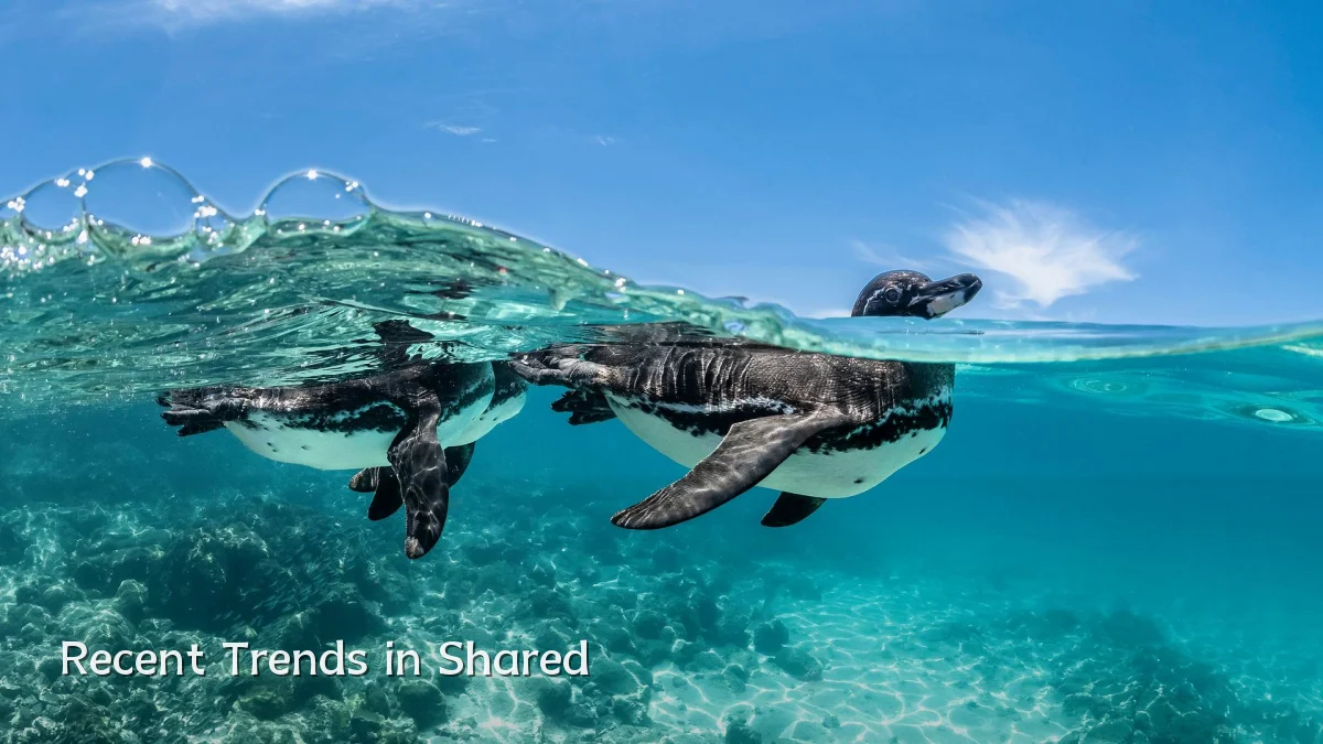 Recent Trends in Shared