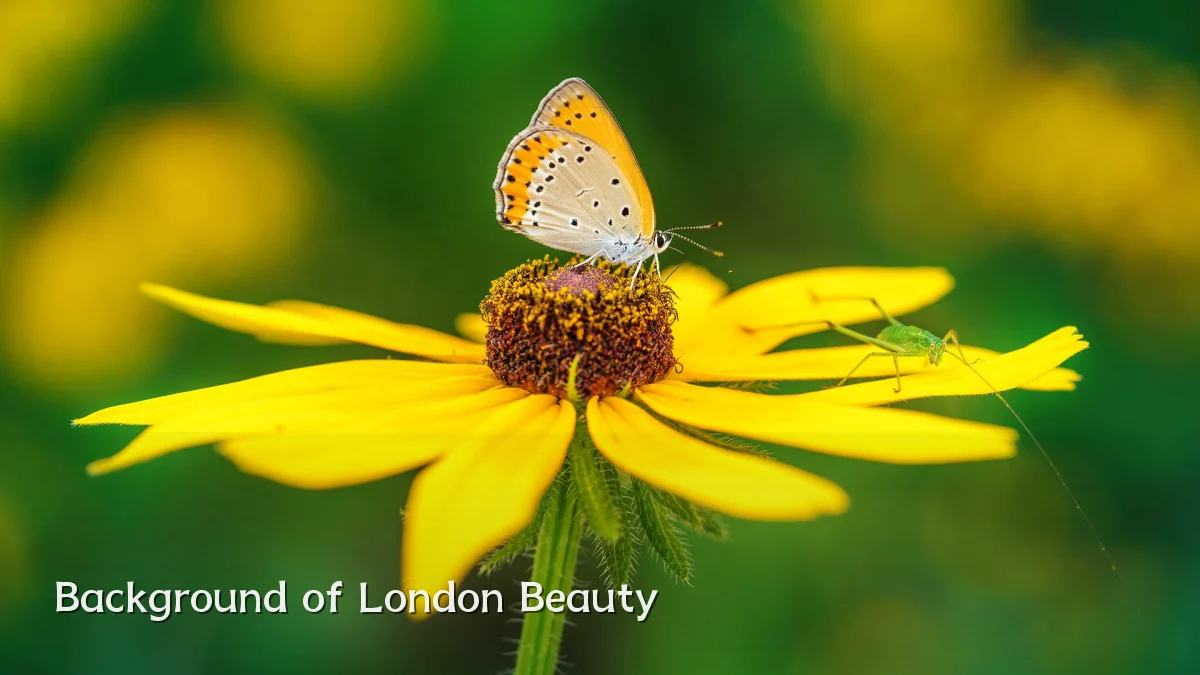 Background of London Beauty